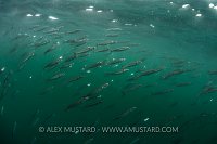 Mackerel Feeding. Coll, UK