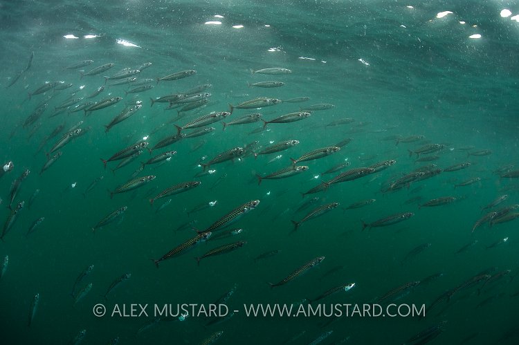 Mackerel Feeding. Coll, UK