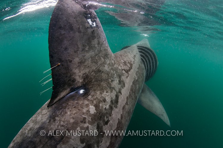Basking Shark Feeding. Scotland.