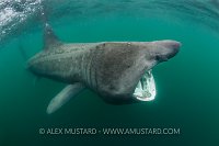 Basking Shark Feeding. Scotland.