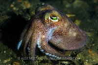 Bobtail Foraging. UK
