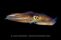 Swimming Bobtail. UK