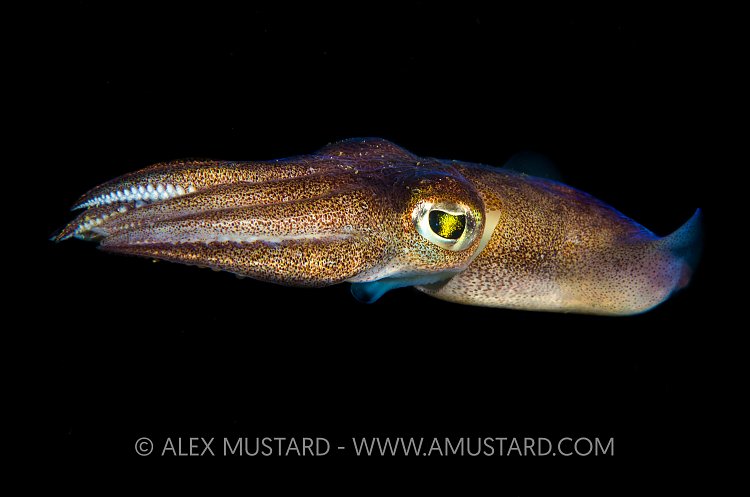 Swimming Bobtail. UK