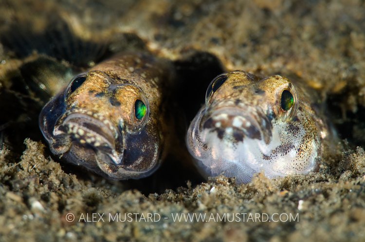 Mating Painted Gobies. Scotland, UK.