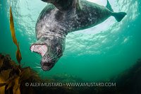 Playful Seal. Farnes. UK