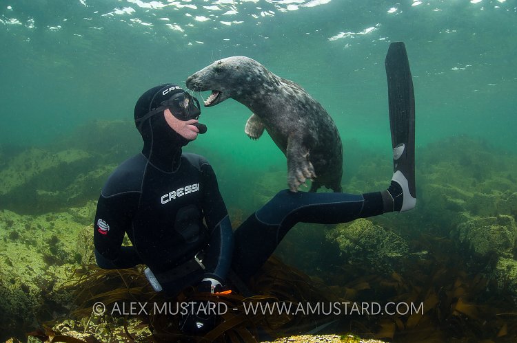 Seal Playtime. Farnes, UK