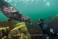 Seal Meeting. Farnes, UK.