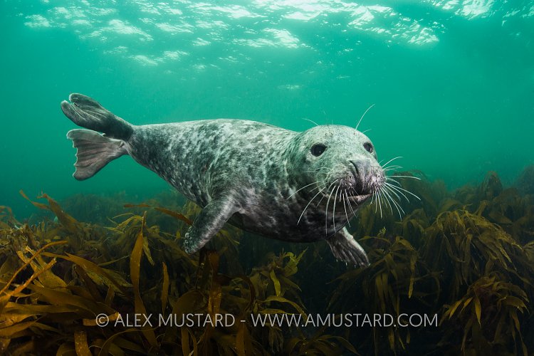 Seal Portrait. Farnes, UK.