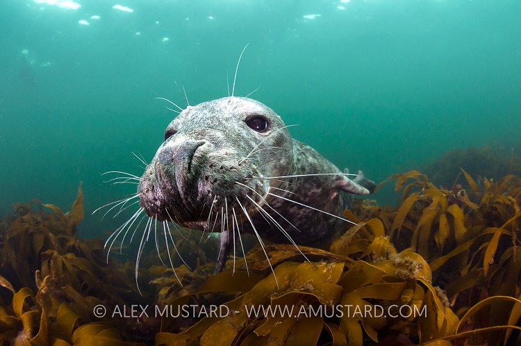 Curious Seal. Farnes, UK.