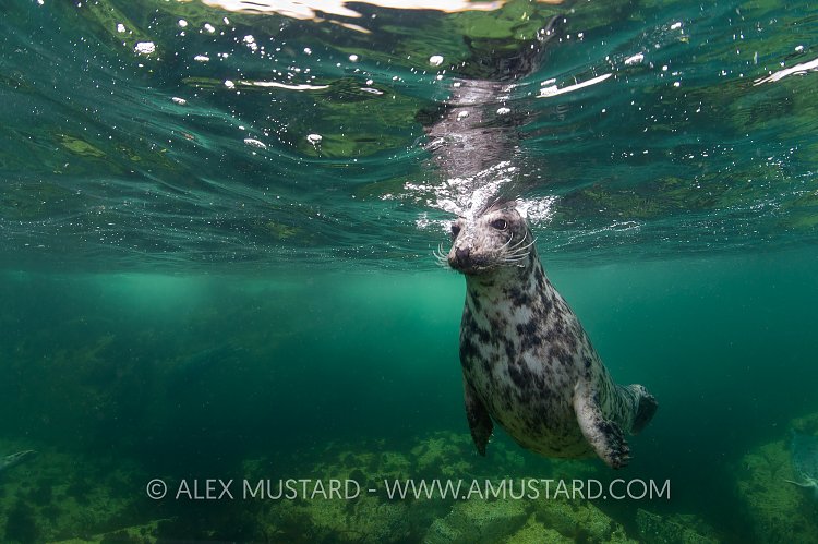 Grey Seal Breath. Farnes, UK.