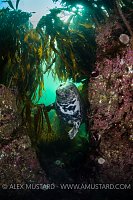 Seal In Gully. Farnes, UK