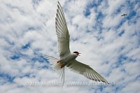 Arctic Terns. UK