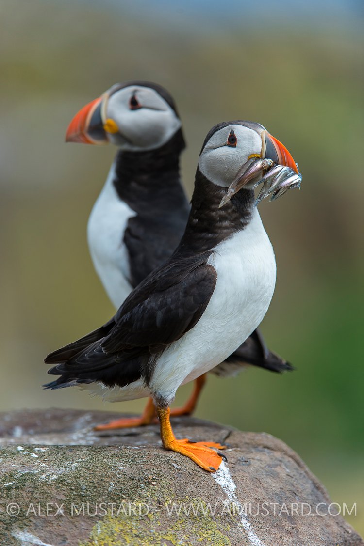 Puffin Pair. UK
