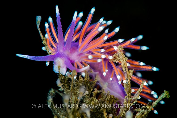 Feeding Nudibranch. UK