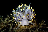 Nudibranch (Eubranchus tricolor). UK