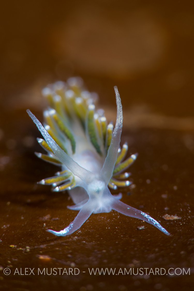 Nudibranch On Seaweed UK