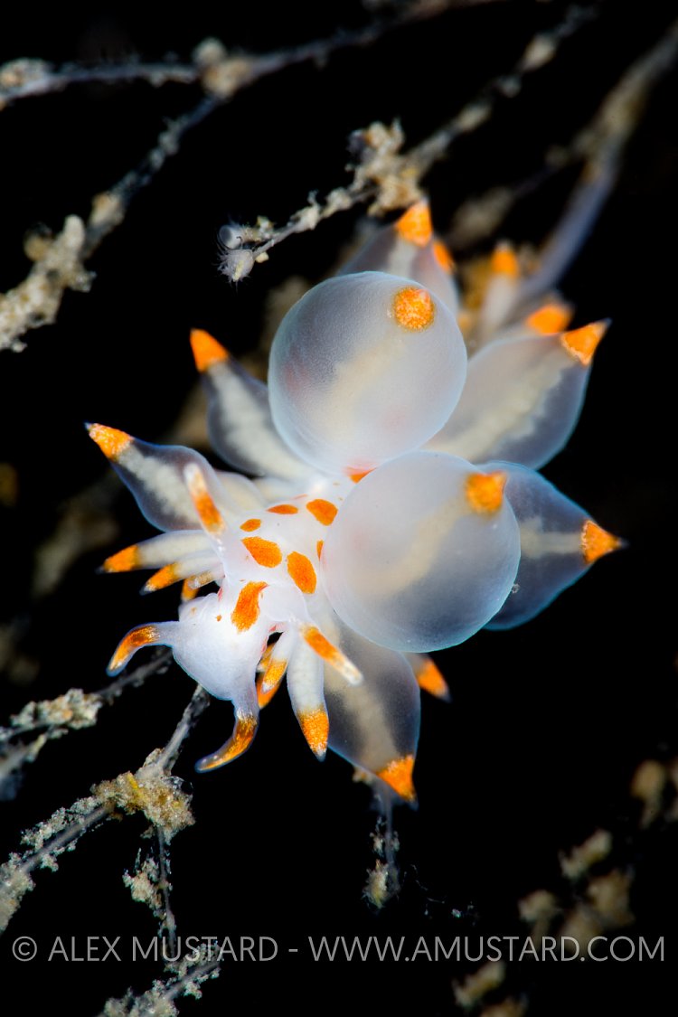 Nudi Portrait. Scotland