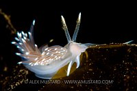 Nudibranch On Kelp. UK