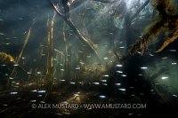 Young Roach Shoal. UK