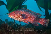 Male Ballan Wrasse. UK