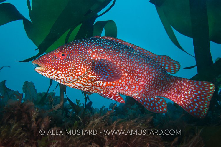 Male Ballan Wrasse. UK