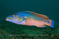 Male Cuckoo Wrasse. UK.