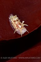 Nudibranch On Seaweed. UK