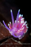 Nudi Portrait. UK