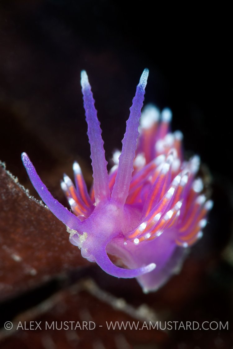 Nudi Portrait. UK