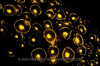 Fluorescent Jewel Anemones. UK.