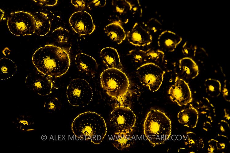 Fluorescent Jewel Anemones. UK.