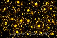 Fluorescent Jewel Anemones. UK.