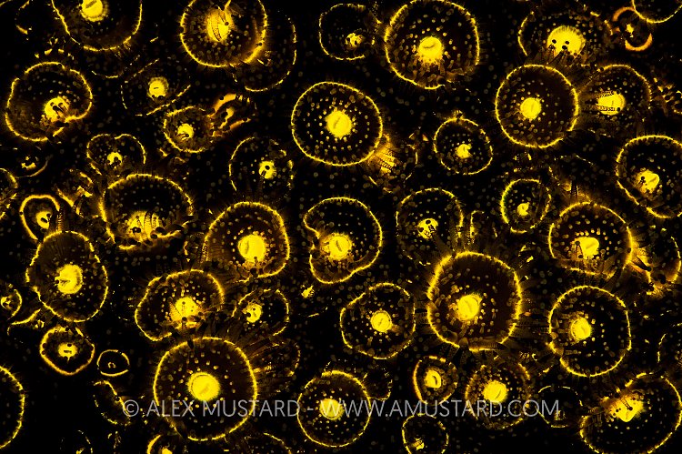 Fluorescent Jewel Anemones. UK.