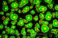 Fluorescent Jewel Anemones. UK.
