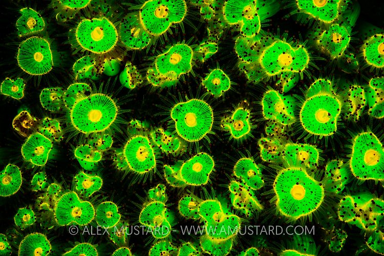 Fluorescent Jewel Anemones. UK.