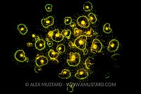 Fluorescent Jewel Anemones. UK.