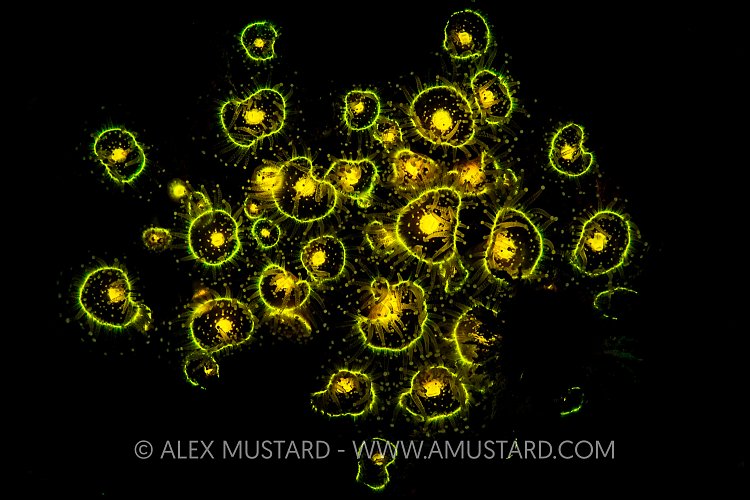 Fluorescent Jewel Anemones. UK.