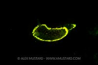 Nudibranch Fluorescence. UK