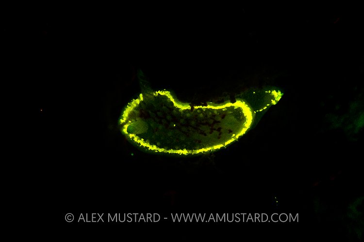 Nudibranch Fluorescence. UK