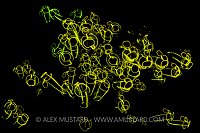 Lightbulb Tunicates. UK