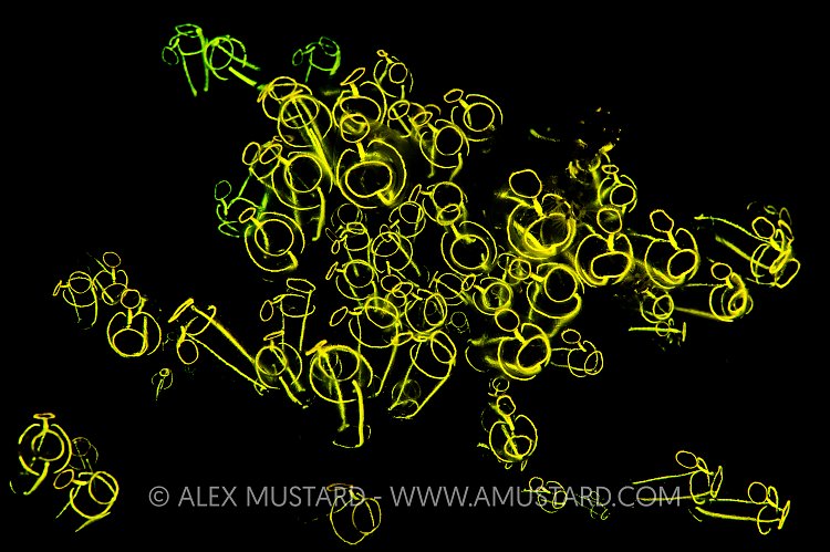 Lightbulb Tunicates. UK
