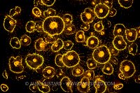 Fluorescent Jewel Anemones. UK.