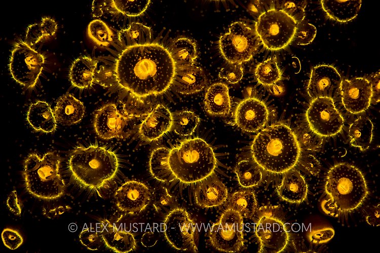Fluorescent Jewel Anemones. UK.