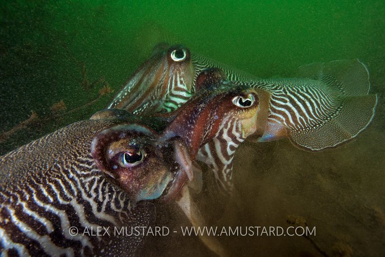 Mating Cuttlefish. UK