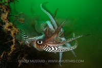 Clash Of The Titans. UK