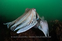 Cuttlefish Pair. UK