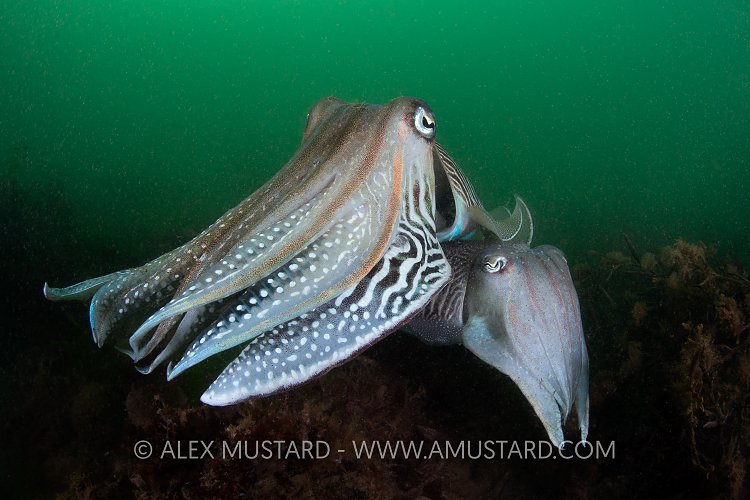 Cuttlefish Pair. UK