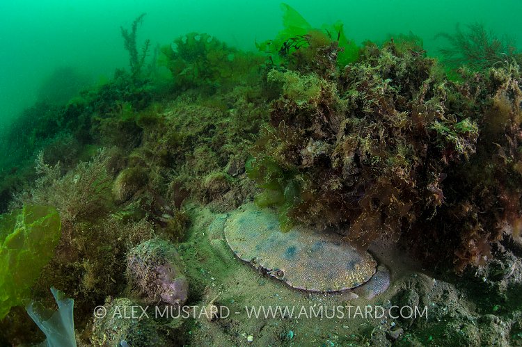 Edible Crab Digging, UK