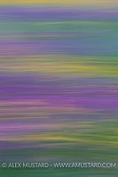 Hay Meadow Abstract. UK.