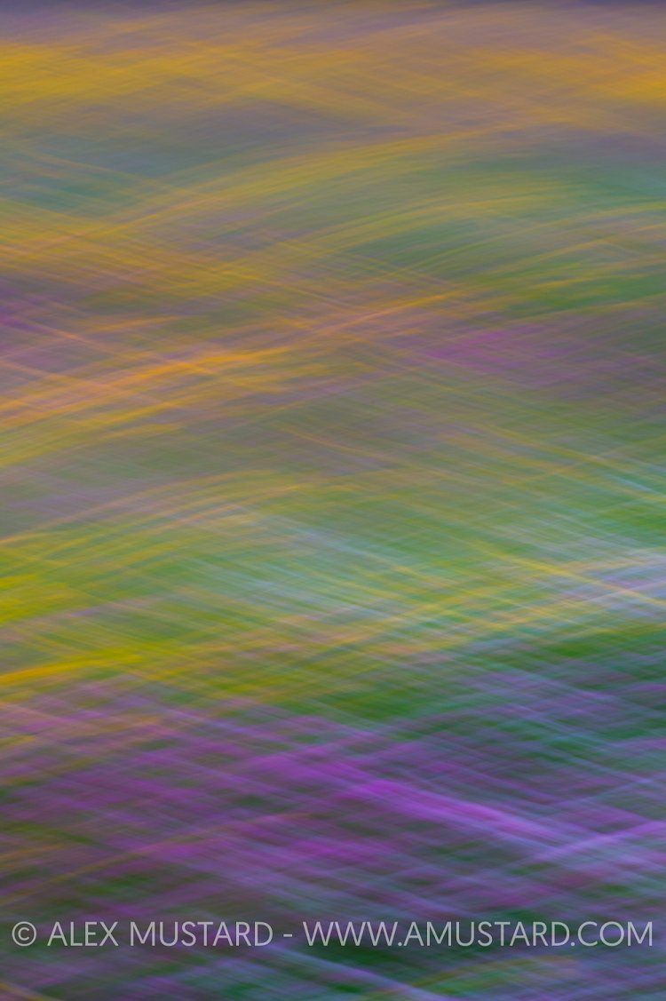 Hay Meadow Abstract. UK.